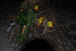 DSC_0230.jpg