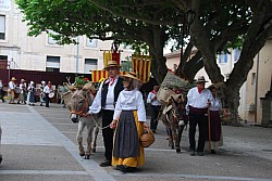 Recampado_Bedoin_2025_28.jpg Recampado_Bedoin_2025_28.jpg